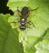 Snyltehveps ichneumon sarcitorius 